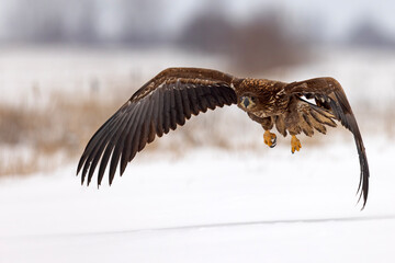 bielik (Haliaeetus albicilla) © Grzegorz