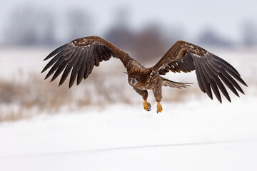 bielik (Haliaeetus albicilla) © Grzegorz