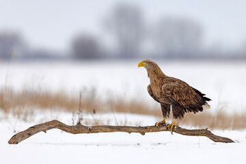 bielik (Haliaeetus albicilla) © Grzegorz