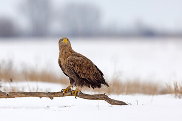 bielik (Haliaeetus albicilla) © Grzegorz