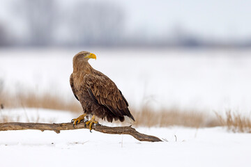 bielik (Haliaeetus albicilla) © Grzegorz