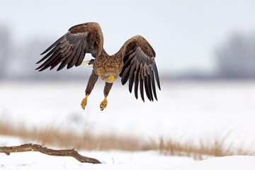 bielik (Haliaeetus albicilla) © Grzegorz