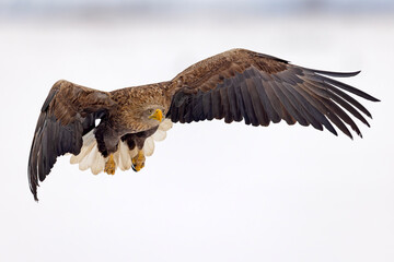 bielik (Haliaeetus albicilla) © Grzegorz