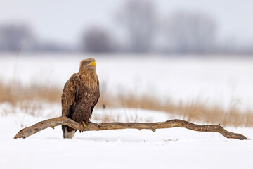 bielik (Haliaeetus albicilla) © Grzegorz