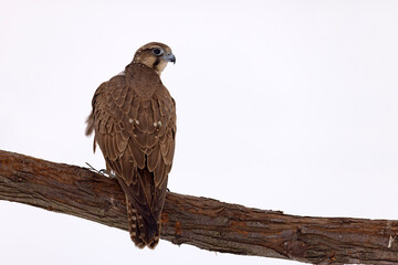 Raróg (Falco cherrug) © Grzegorz