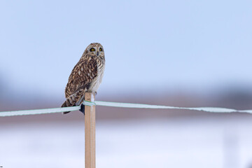 uszatka błotna (Asio flammeus) © Grzegorz