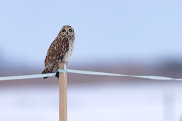 uszatka błotna (Asio flammeus) © Grzegorz