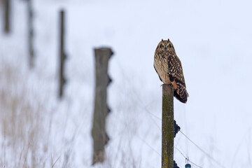 uszatka błotna (Asio flammeus) © Grzegorz
