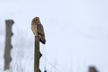 uszatka błotna (Asio flammeus) © Grzegorz