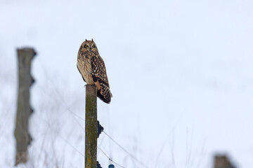 uszatka błotna (Asio flammeus) © Grzegorz