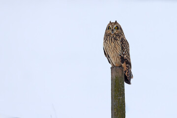 uszatka błotna (Asio flammeus) © Grzegorz