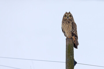uszatka błotna (Asio flammeus) © Grzegorz