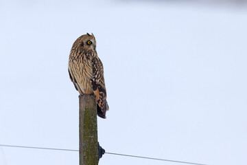 uszatka błotna (Asio flammeus) © Grzegorz