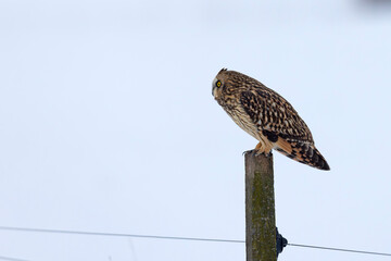 uszatka błotna (Asio flammeus) © Grzegorz