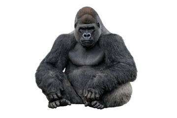 Obraz premium Silverback gorilla sitting showing powerful presence