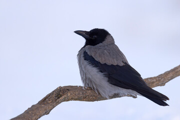 wrona siwa (Corvus corone) © Grzegorz