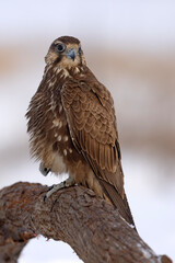 Raróg (Falco cherrug) © Grzegorz