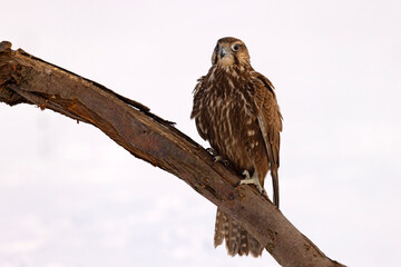 Raróg (Falco cherrug) © Grzegorz