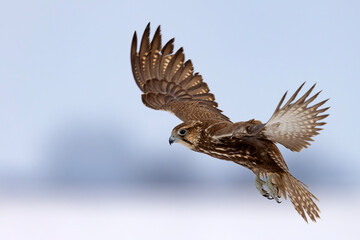 Raróg (Falco cherrug) © Grzegorz