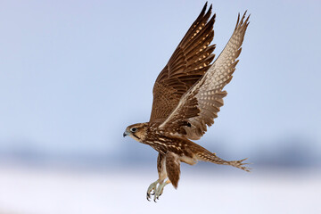 Raróg (Falco cherrug) © Grzegorz