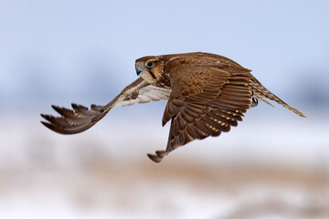 Raróg (Falco cherrug) © Grzegorz