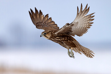 Raróg (Falco cherrug) © Grzegorz