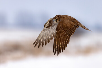 Raróg (Falco cherrug) © Grzegorz