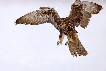 Raróg (Falco cherrug) © Grzegorz