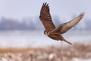 Raróg (Falco cherrug) © Grzegorz