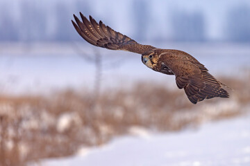 Raróg (Falco cherrug) © Grzegorz