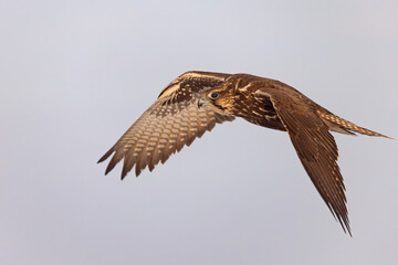 Raróg (Falco cherrug) © Grzegorz