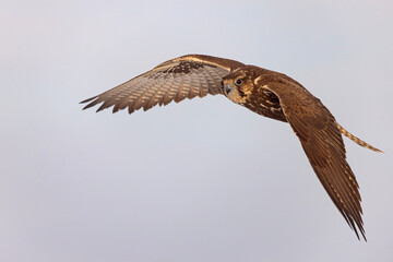 Raróg (Falco cherrug) © Grzegorz