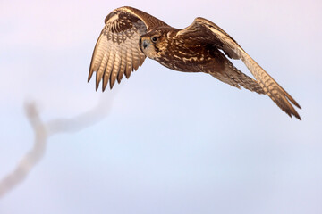 Raróg (Falco cherrug) © Grzegorz