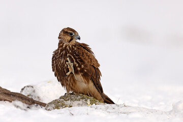 Raróg (Falco cherrug) © Grzegorz