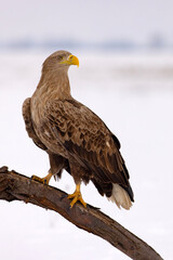 bielik (Haliaeetus albicilla) © Grzegorz