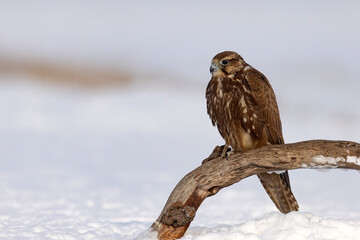 Raróg (Falco cherrug) © Grzegorz