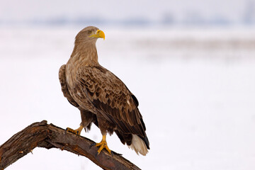 bielik (Haliaeetus albicilla) © Grzegorz