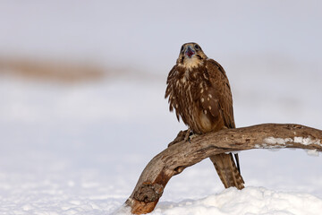 Raróg (Falco cherrug) © Grzegorz