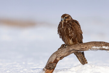 Raróg (Falco cherrug) © Grzegorz