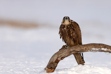 Raróg (Falco cherrug) © Grzegorz
