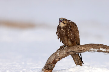 Raróg (Falco cherrug) © Grzegorz