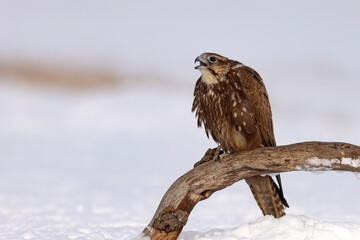 Raróg (Falco cherrug) © Grzegorz
