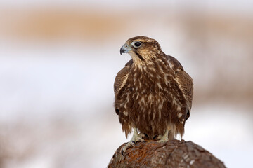 Raróg (Falco cherrug) © Grzegorz