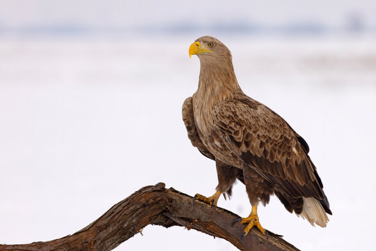 bielik (Haliaeetus albicilla)