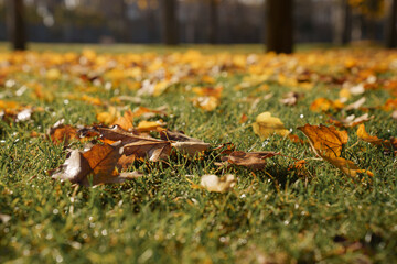 Obraz premium Leaf falling on grass under sunlight shows autumn texture and seasonal change in nature.