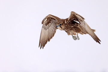 Raróg (Falco cherrug) © Grzegorz