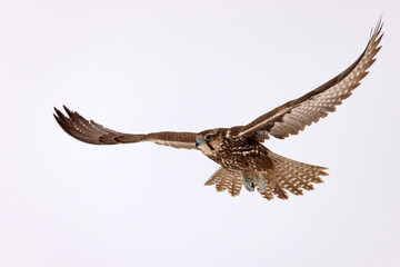 Raróg (Falco cherrug) © Grzegorz