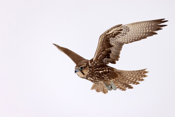 Raróg (Falco cherrug) © Grzegorz