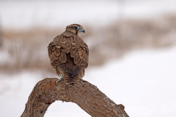 Raróg (Falco cherrug) © Grzegorz