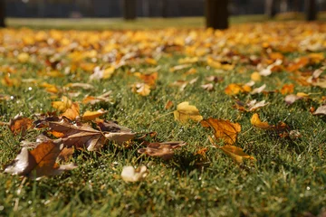 Fototapeten Fallen Field displays scattered yellow leaves mixed with green grass symbolizing coming of autumn season  © MR